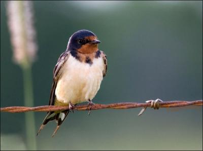 Barn Swallow Mother