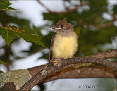 Baby Great Crested Flycatcher