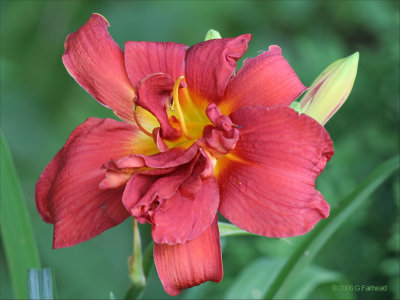 Day Lily Species