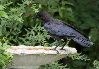Juvenile crow checking out the birdbath