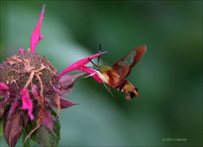 Bee Balm Visitor    Hummingbird Moth