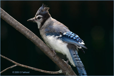 Young Bluejay