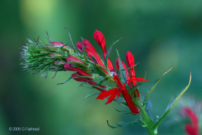 cardinal-flower.jpg