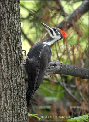 Pileated Woodpecker