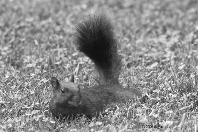 Black Squirrel in Black and White