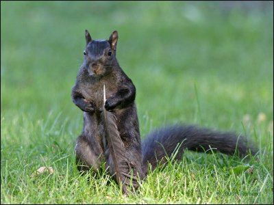 Be  wary of Black Squirrels bearing gifts.