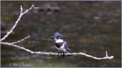 Belted  Kingfisher