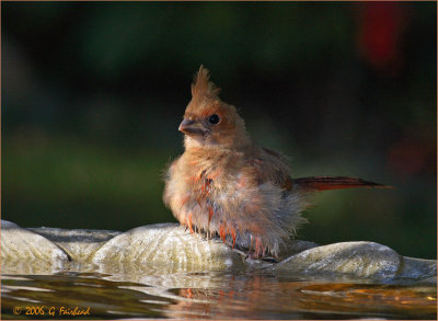 Baby Cardinal Bath Time