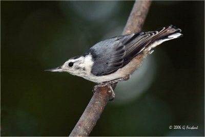 White Breasted Nuthatch