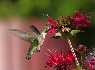 Female Rubythroated  Hummingbird