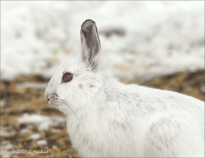 Snowshoe-hare.jpg