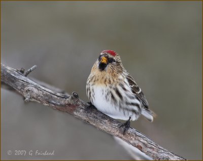 Common Redpoll