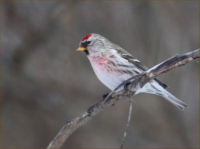 Not a Hoary Redpoll...A Common Redpoll