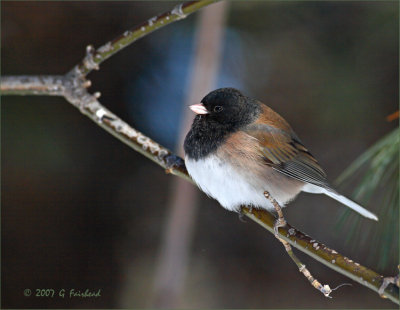 Oregon Junco  a long way from home