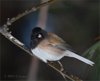 Oregon Junco