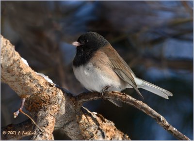 Oregon Junco