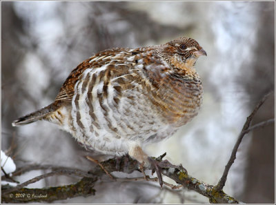 Ruffed Grouse in a Tree