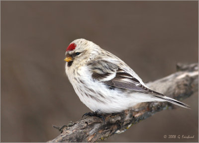 Hoary Redpoll