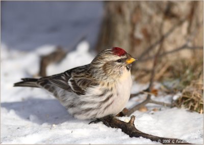 Redpoll