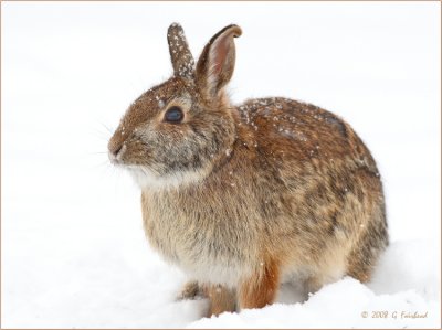 Winter Rabbit