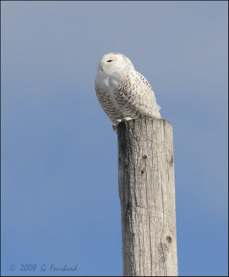 Snowy Owl Post