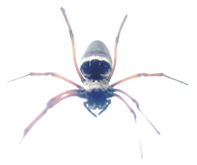 g4/81/635081/3/61332631.Spidey.jpg