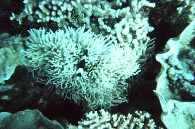 g4/81/635081/3/61344137.BlackClownFish.jpg