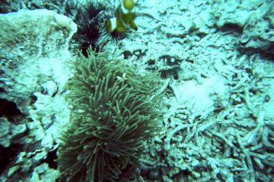 g4/81/635081/3/61344148.NotherClownFish.jpg