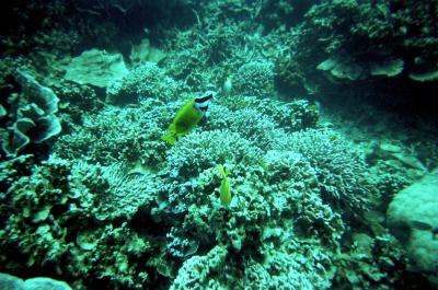 Tioman Island