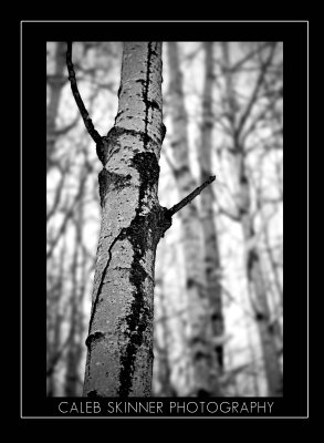 Winter Poplar V2 No Border Small.jpg