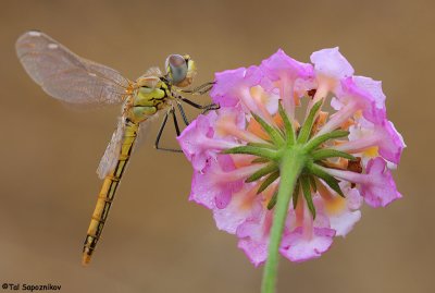 Dragonflies and Damselflies