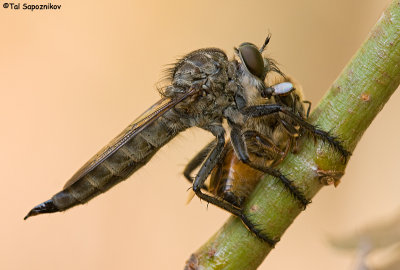 Robberflies