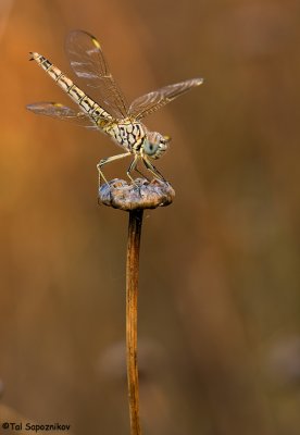 Dragonflies and Damselflies