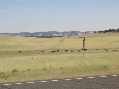 Buffalo At 60MPH