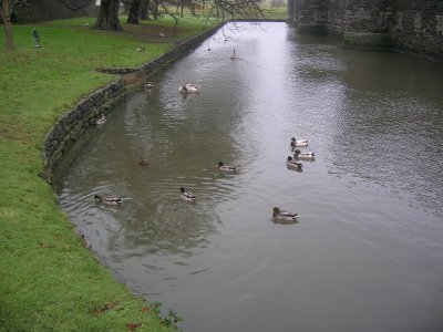 Ducks on the Moat
