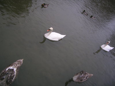 Swans on the moat