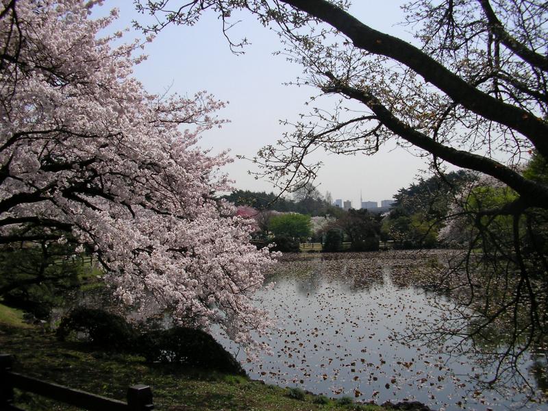 Japanese Gardens what a blessing