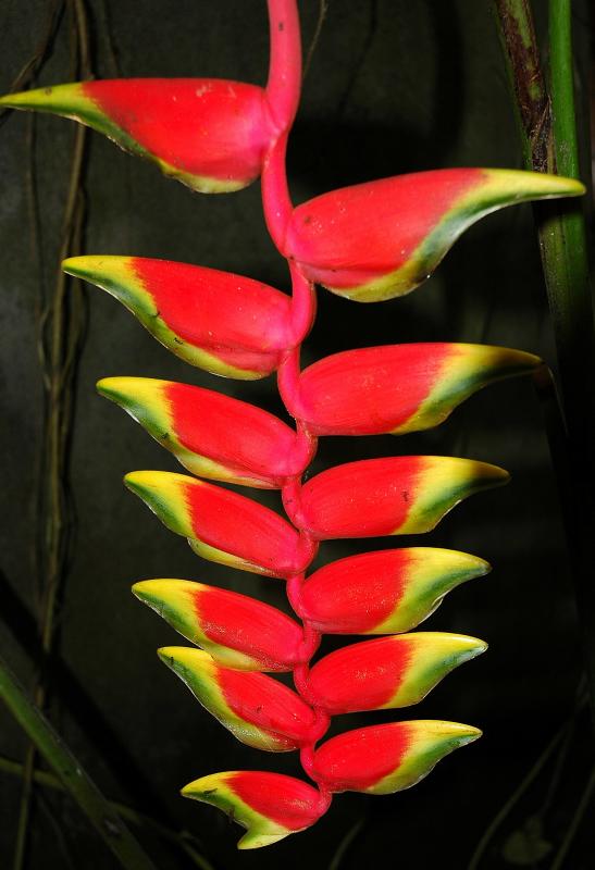 Delightful colourful plant