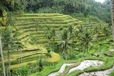Step Rice fields in Bali