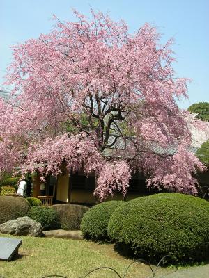 Japanese Tea House at Spring Time