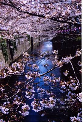 Hanami at Meguro River