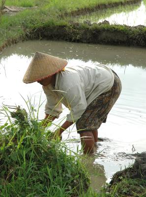 Planting rice for so long hours