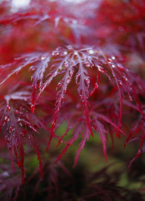 Maple leaves smiling to the rain drops
