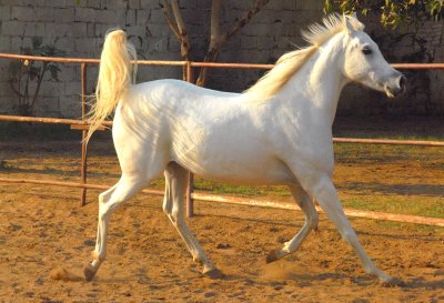 Arabian Horses