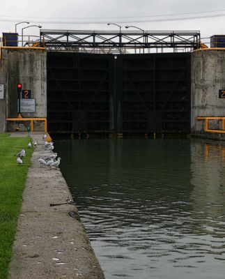 birds waiting for lock to re-open...