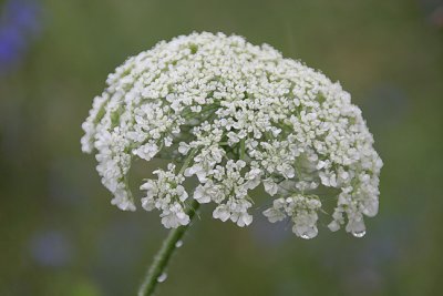 wet queen anne's lace...