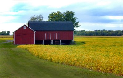 red barn with soybeans on river road...
