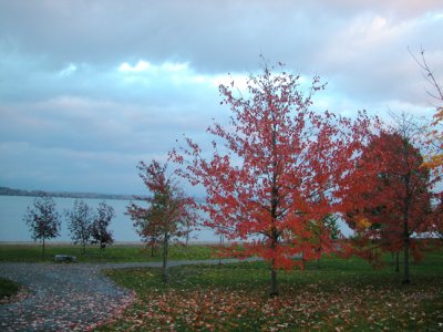 fall trees by cayuga lake...