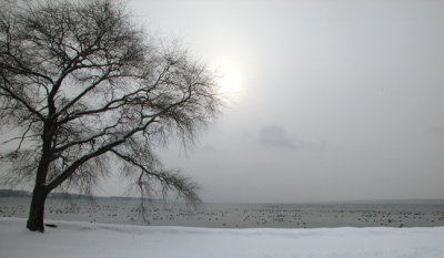 a cold grey day on seneca lake...