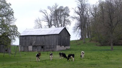 grey barn with cows...